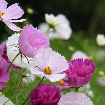 Cosmos 'Cupcakes' Seeds
