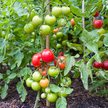 Load image into Gallery viewer, Tomato &#39;Ailsa Craig&#39; Seeds
