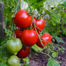Load image into Gallery viewer, Tomato &#39;Ailsa Craig&#39; Seeds
