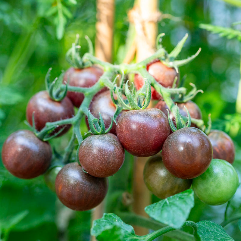 Tomato 'Chocolate Cherry' Seeds