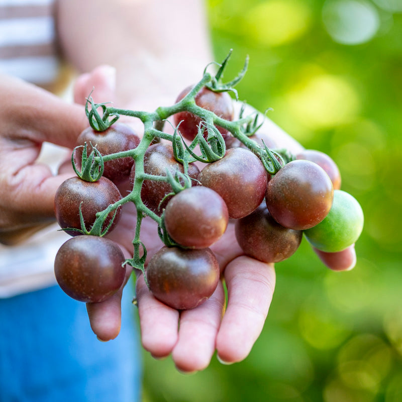 Tomato 'Chocolate Cherry' Seeds
