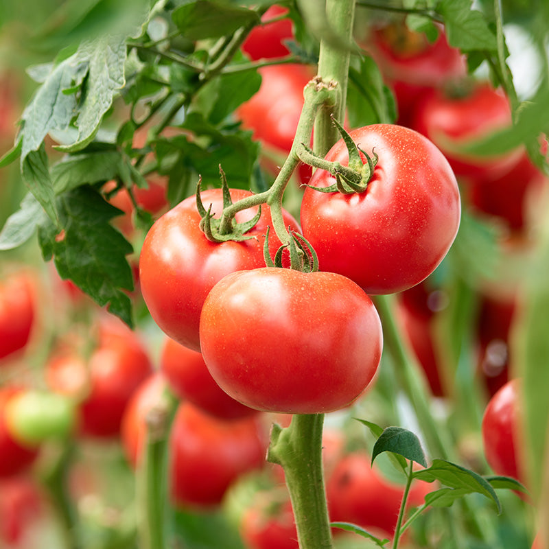 Tomato 'Crimson Crush F1' Seeds