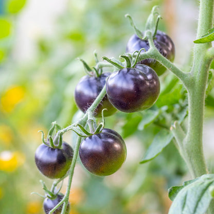 Tomato 'Indigo Rose' Seeds