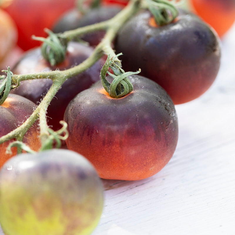 Tomato 'Indigo Rose' Seeds