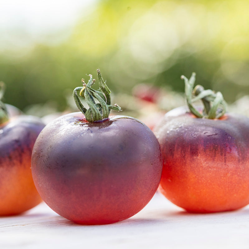 Tomato 'Indigo Rose' Seeds