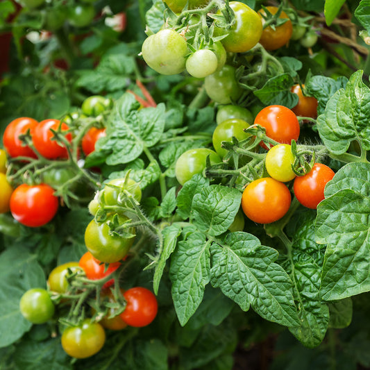 Tomato 'Koralik F1' Seeds