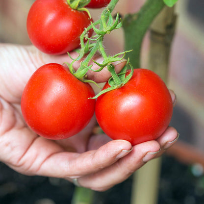 Tomato 'Moneymaker' Seeds