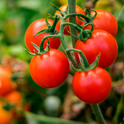 Tomato 'Moneymaker' Seeds