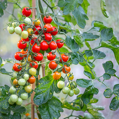 Tomato 'Cherry Baby' Seeds