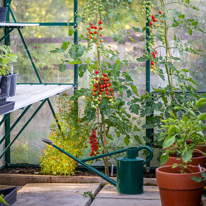Tomato 'Cherry Baby' Seeds