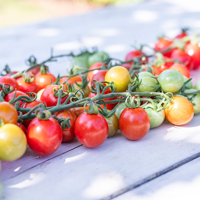 Tomato 'Cherry Baby' Seeds