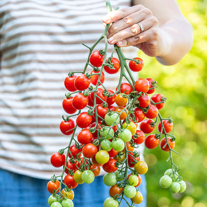Tomato 'Cherry Baby' Seeds