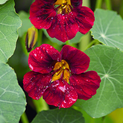 Tropaeolum 'Black Velvet' (Nasturtium) Seeds