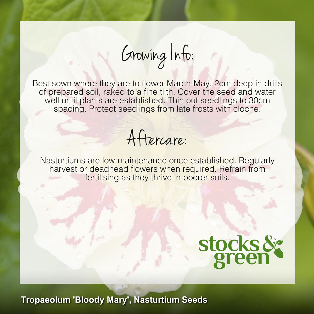 Tropaeolum 'Bloody Mary' (Nasturtium) Seeds