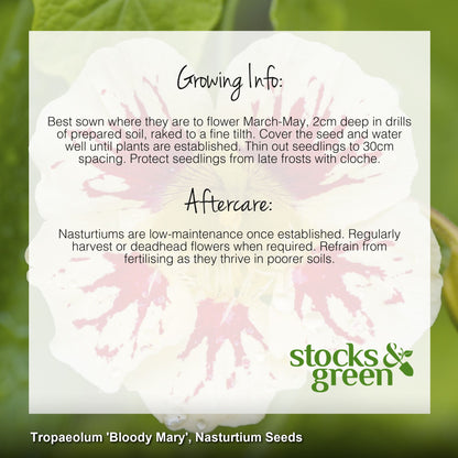 Tropaeolum 'Bloody Mary' (Nasturtium) Seeds