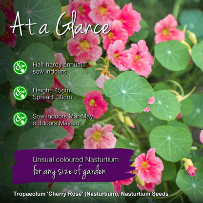 Tropaeolum 'Cherry Rose' (Nasturtium) Seeds