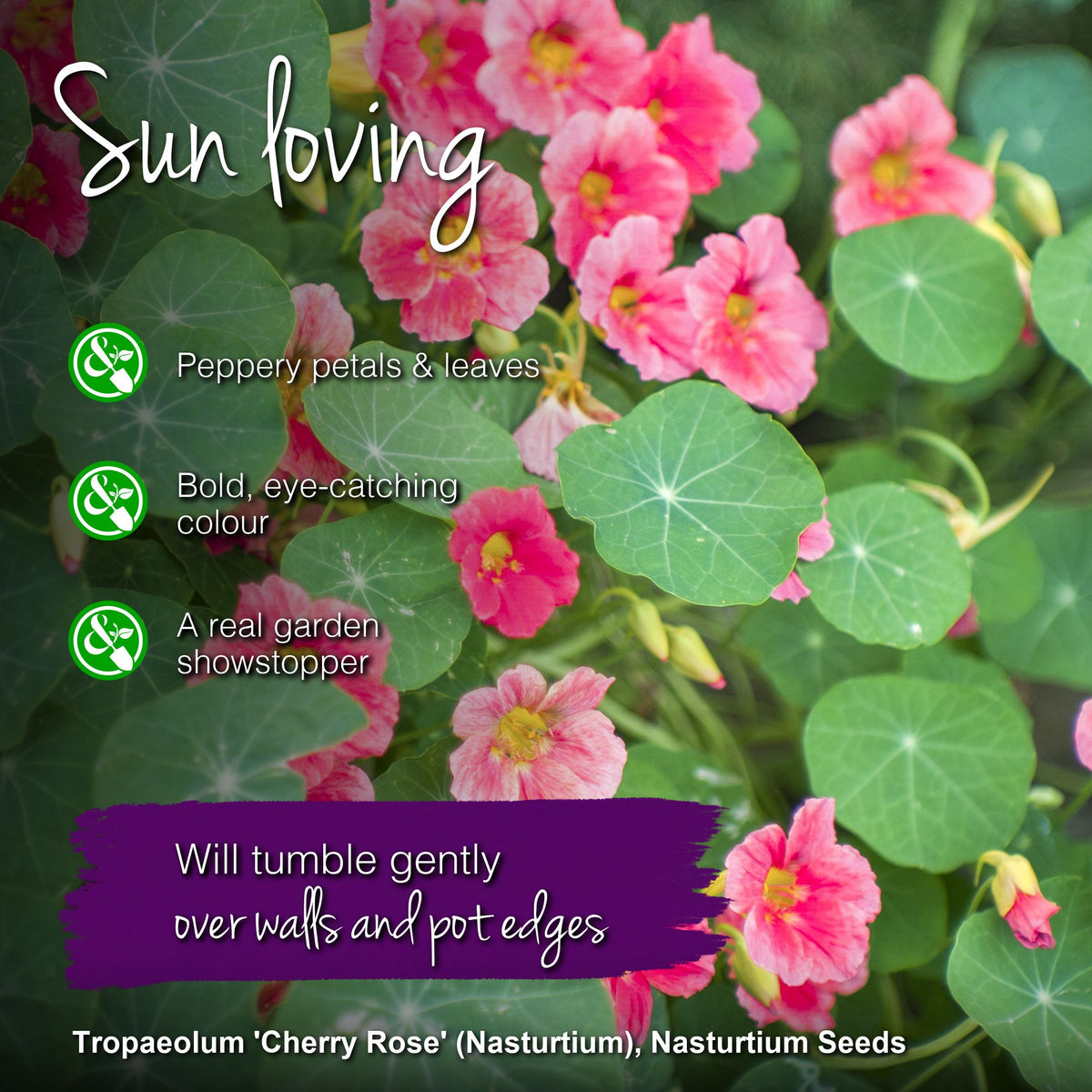 Tropaeolum 'Cherry Rose' (Nasturtium) Seeds