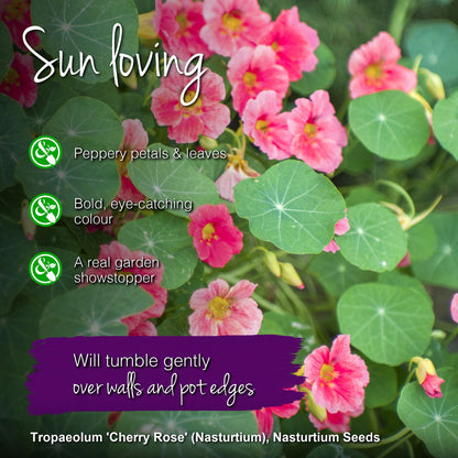 Tropaeolum 'Cherry Rose' (Nasturtium) Seeds