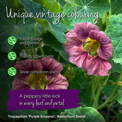 Tropaeolum 'Purple Emperor' (Nasturtium) Seeds