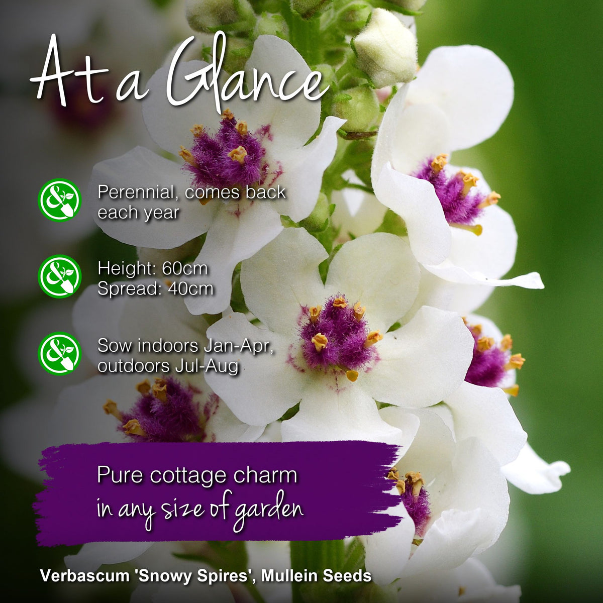 Verbascum 'Snowy Spires' Seeds