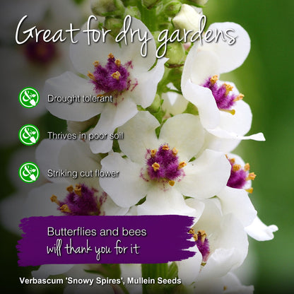 Verbascum 'Snowy Spires' Seeds