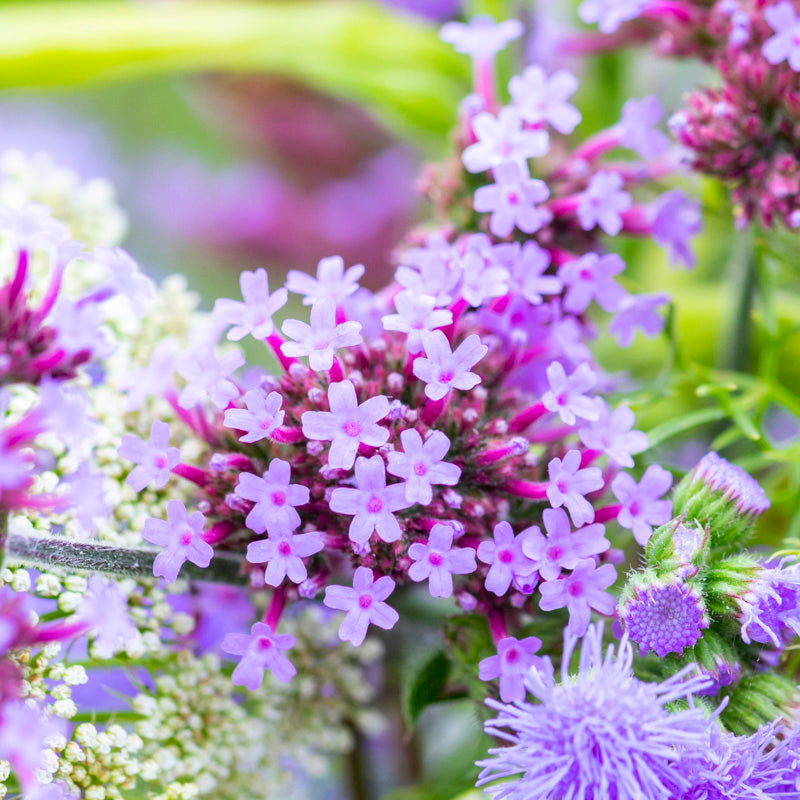 Verbena bonariensis - Seeds