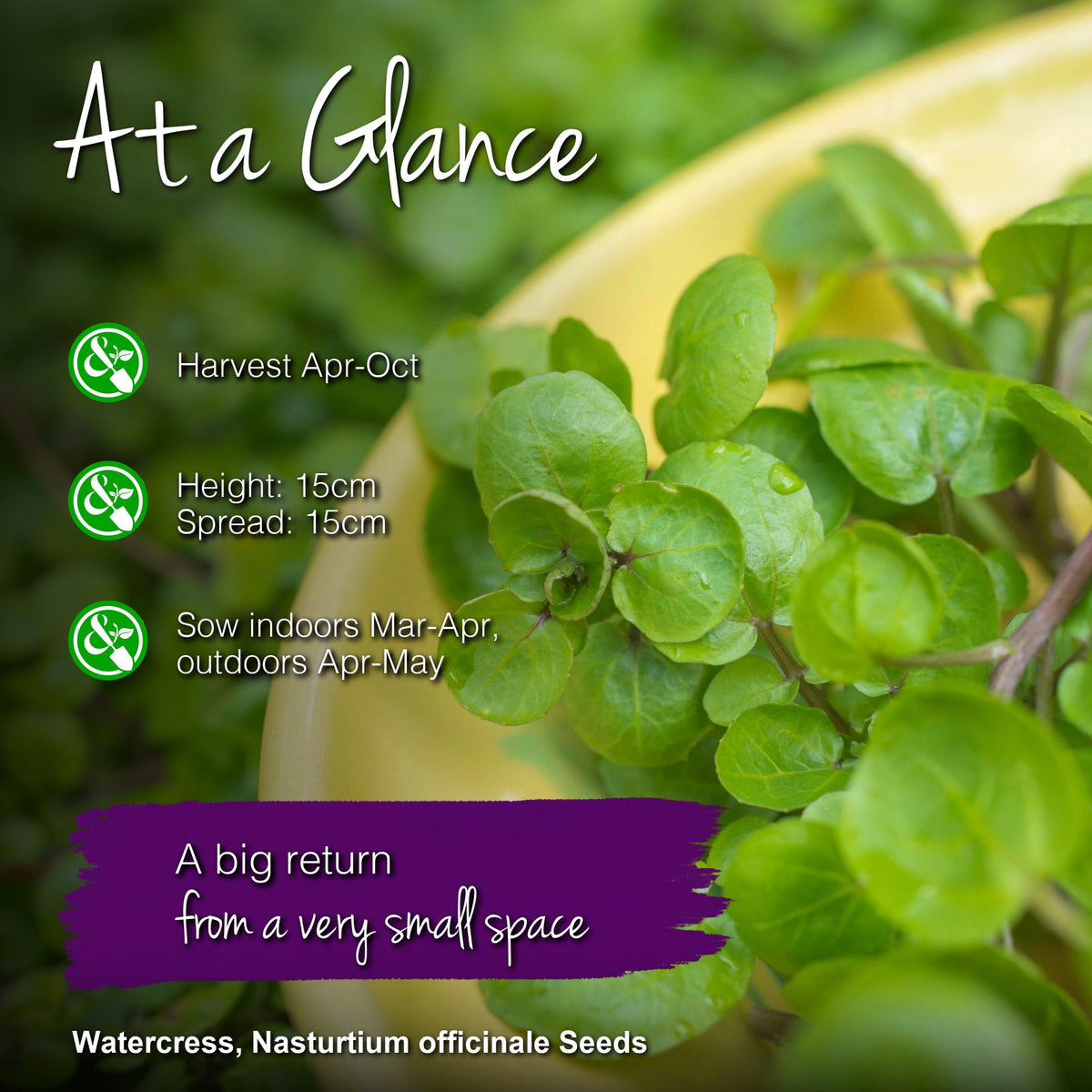 Watercress Seeds