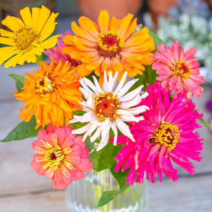 Zinnia Cactus Flowered Mix - Seeds