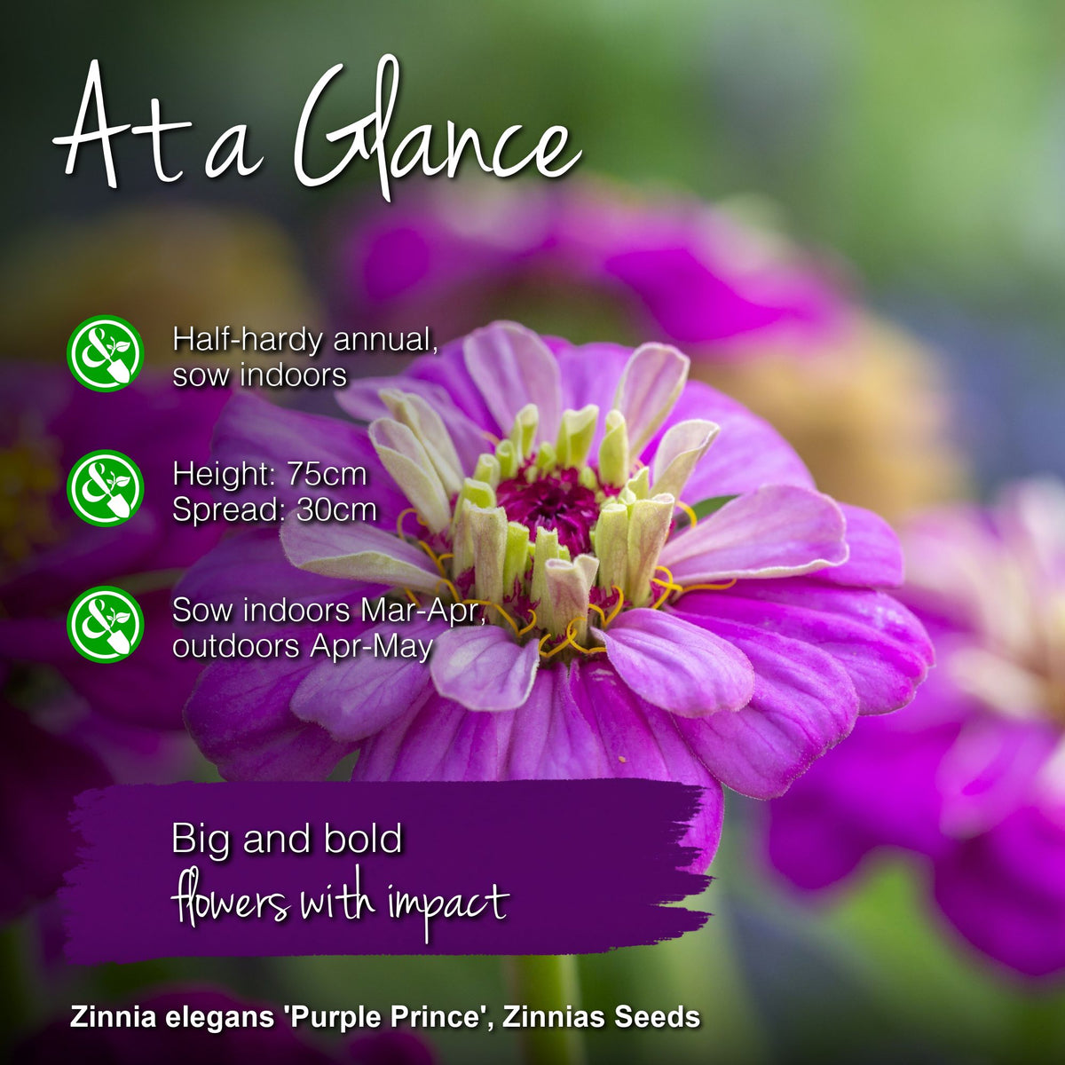 Zinnia elegans 'Purple Prince' Seeds
