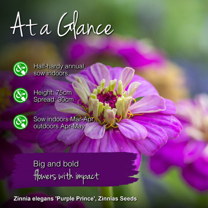 Zinnia elegans 'Purple Prince' Seeds