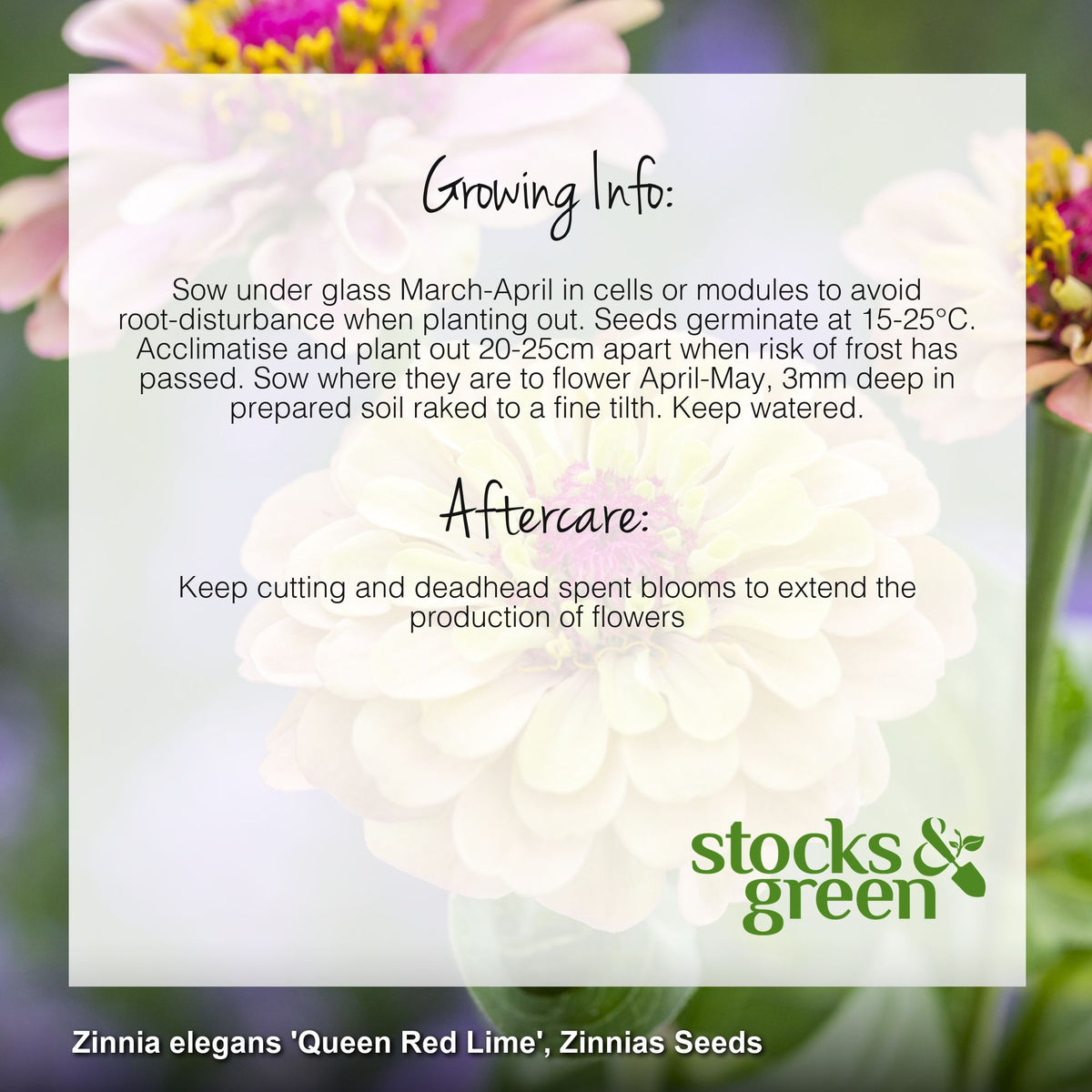 Zinnia elegans 'Queen Red Lime' Seeds