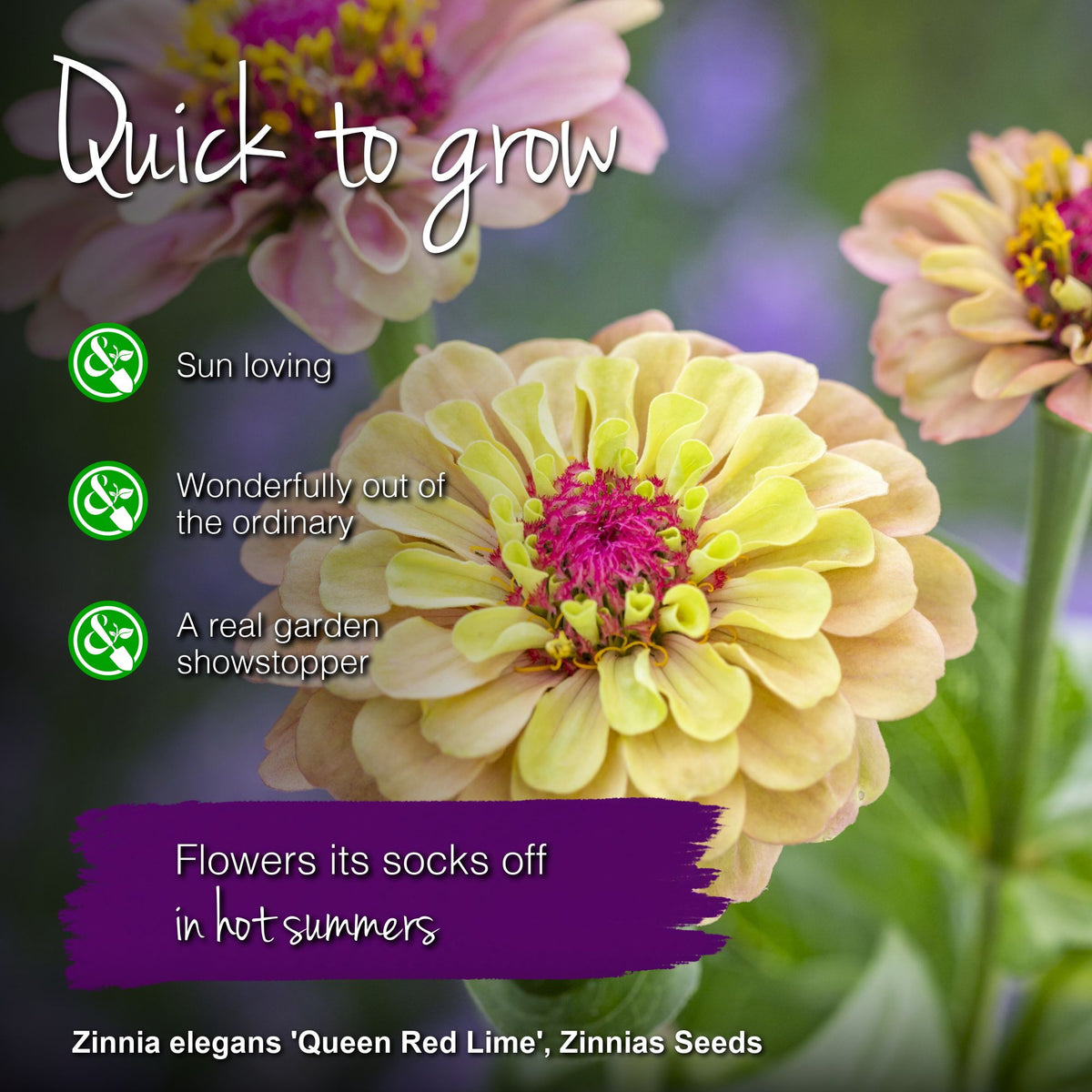 Zinnia elegans 'Queen Red Lime' Seeds