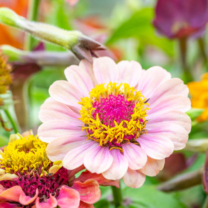 Zinnia elegans 'Queen Red Lime' Seeds
