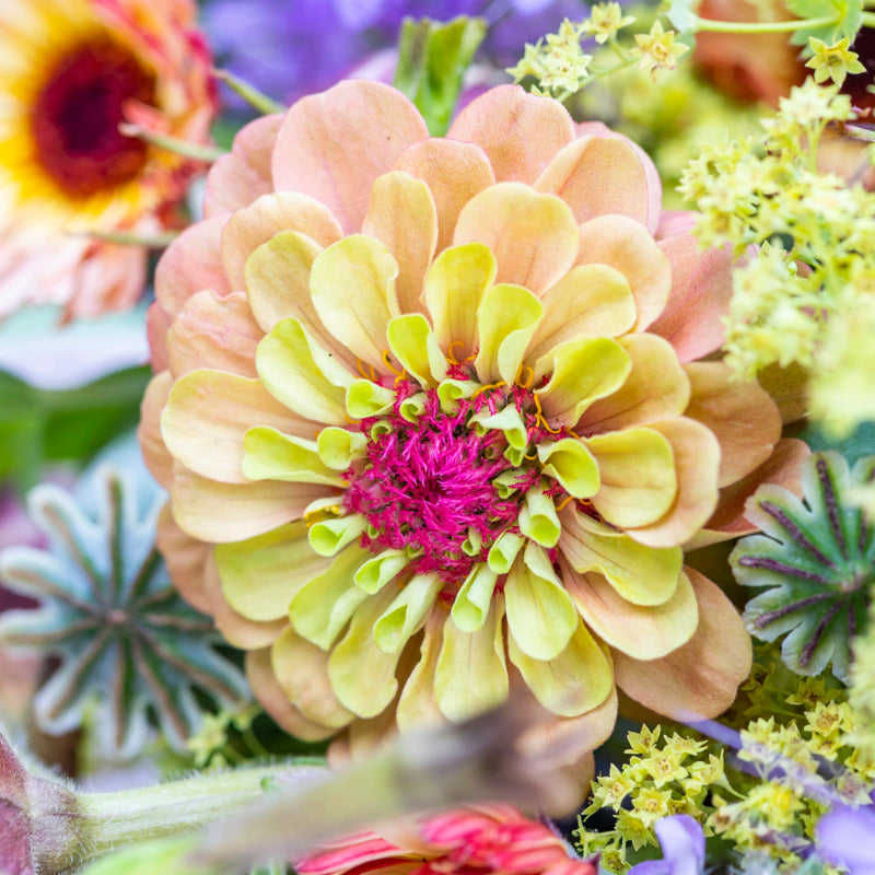 Zinnia elegans 'Queen Red Lime' Seeds