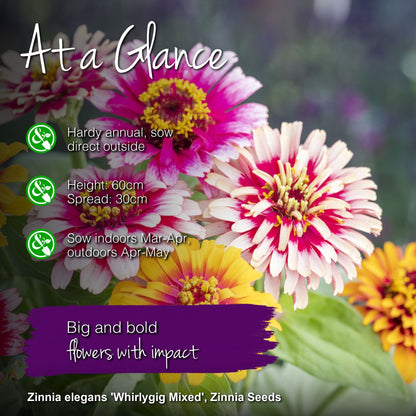 Zinnia elegans 'Whirlygig Mixed' Seeds