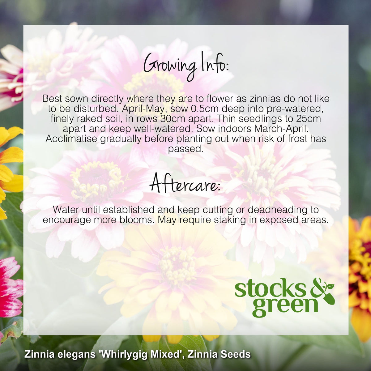 Zinnia elegans 'Whirlygig Mixed' Seeds