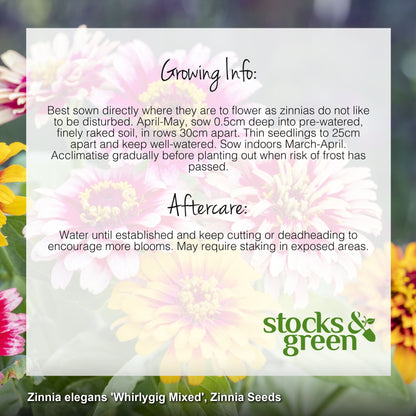 Zinnia elegans 'Whirlygig Mixed' Seeds