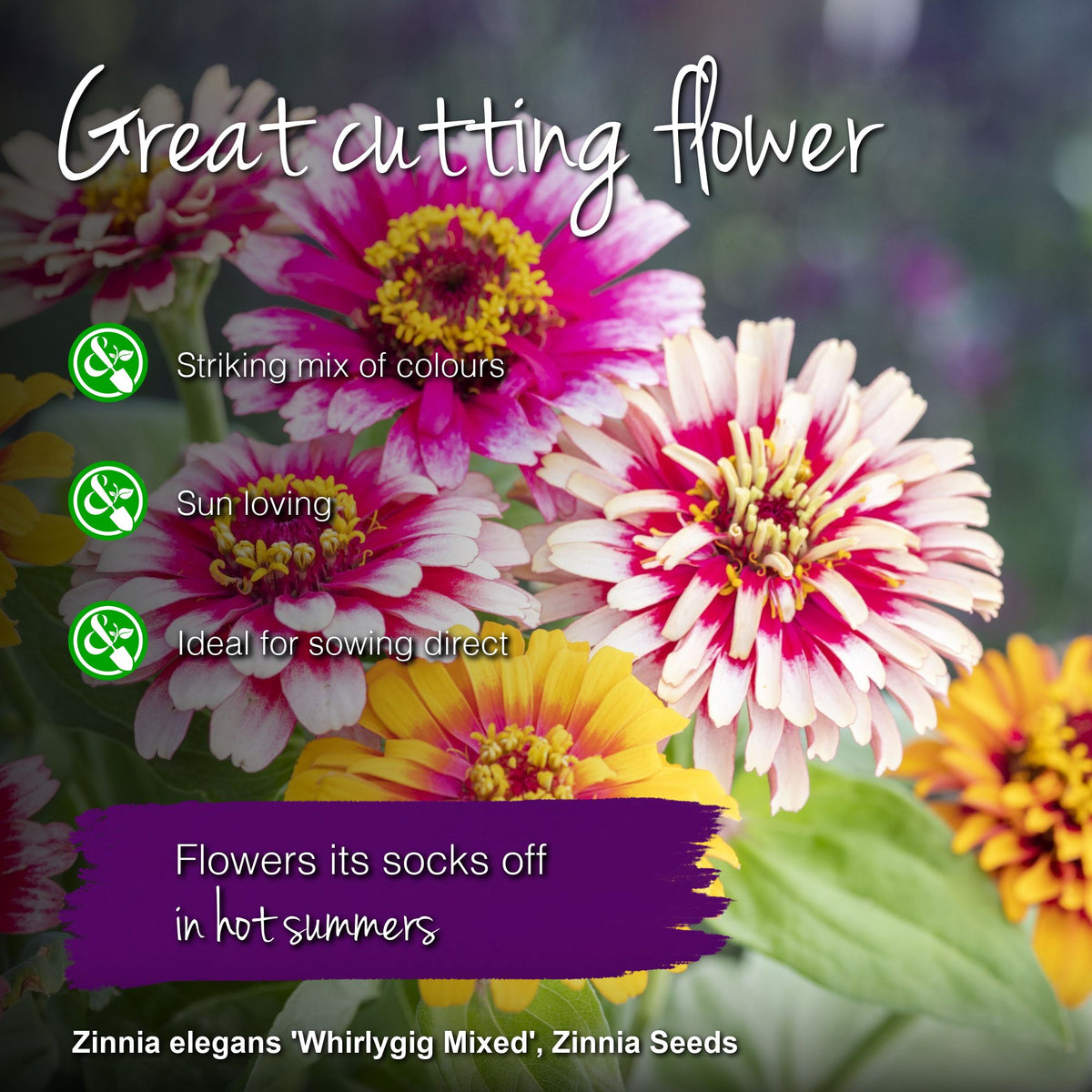 Zinnia elegans 'Whirlygig Mixed' Seeds