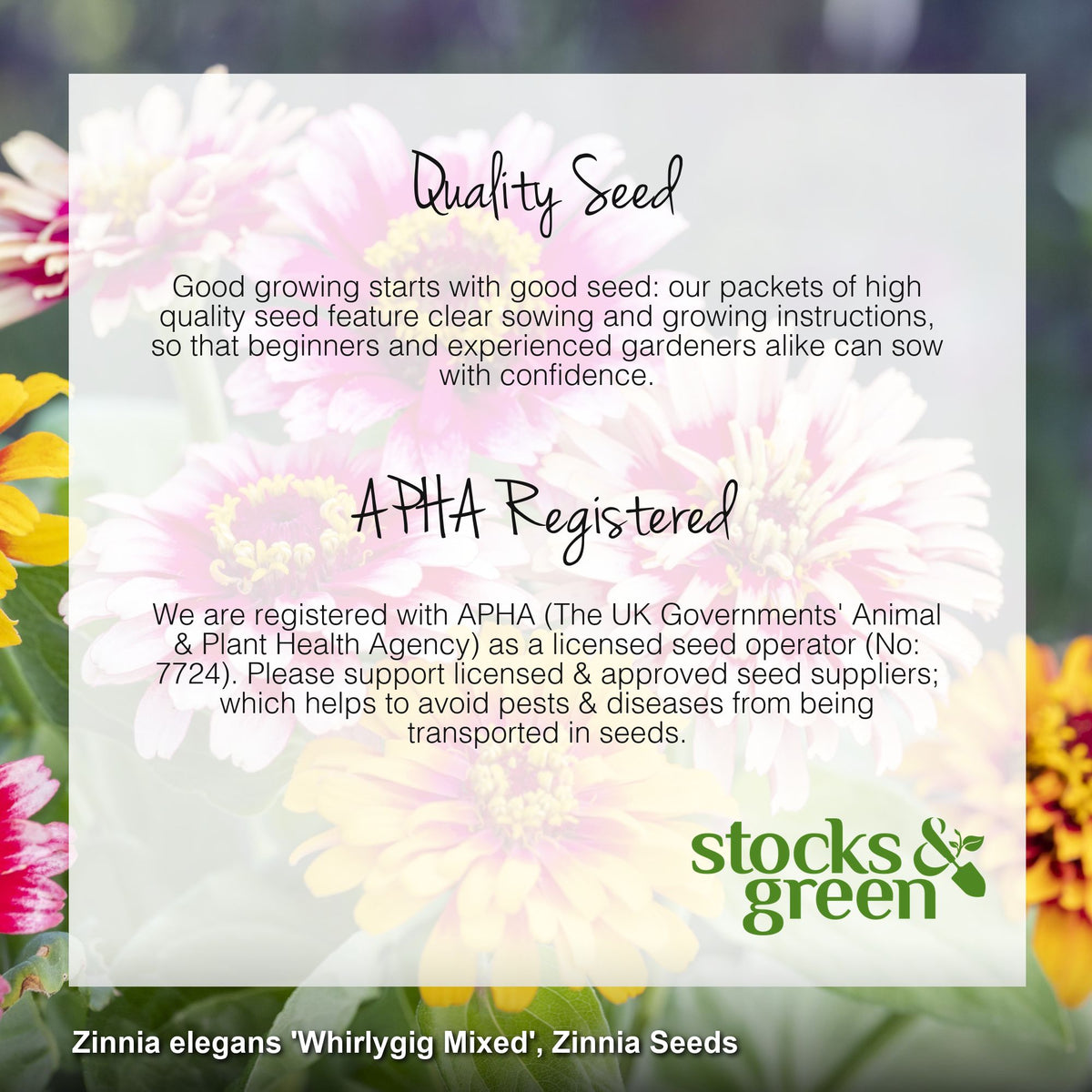Zinnia elegans 'Whirlygig Mixed' Seeds