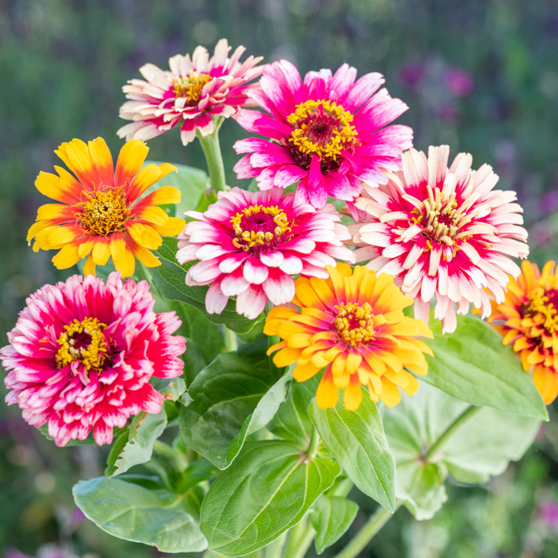 Zinnia elegans 'Whirlygig Mixed' Seeds