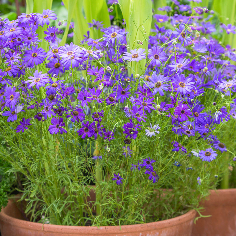 Brachycome 'Brachy Blue' Seeds