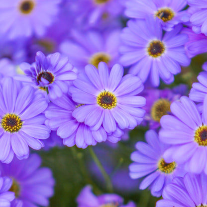 Brachycome 'Brachy Blue' Seeds
