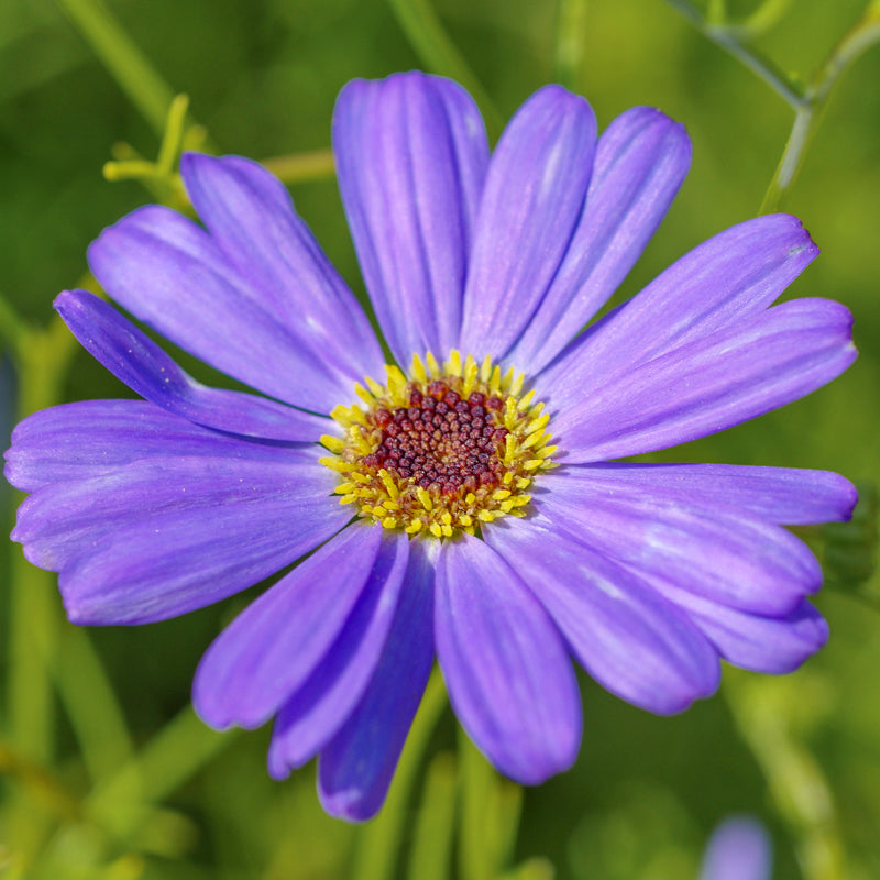 Brachycome 'Brachy Blue' Seeds