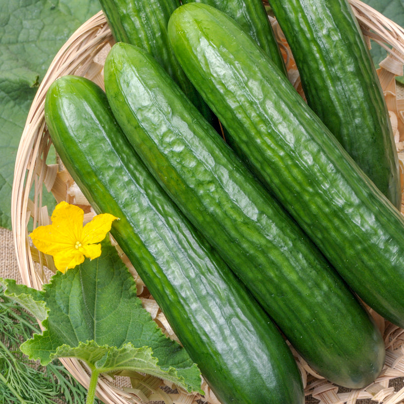 Cocumber Ridges Vegetables – Stocks & Green