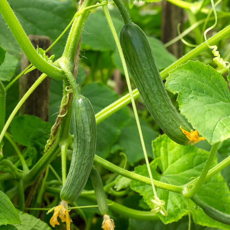 Cucumber 'Perfection Ridge' Seeds Stocks & Green