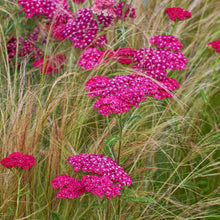 Load image into Gallery viewer, Achillea &#39;Cerise Queen&#39; Seeds
