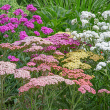 Load image into Gallery viewer, Achillea &#39;Summer Pastels&#39; Seeds
