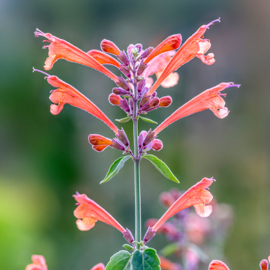 Agastache 'Apache Sunset' Seeds