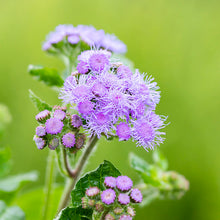 Load image into Gallery viewer, Ageratum &#39;Blue Mink&#39; Seeds
