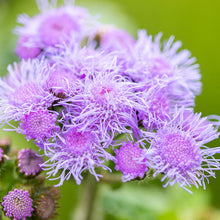 Load image into Gallery viewer, Ageratum &#39;Blue Mink&#39; Seeds
